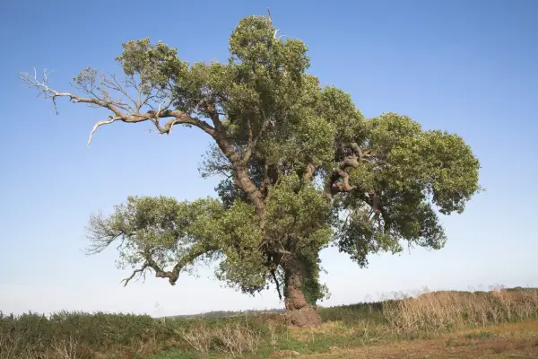 Ghid complet pentru copaci de plop negru