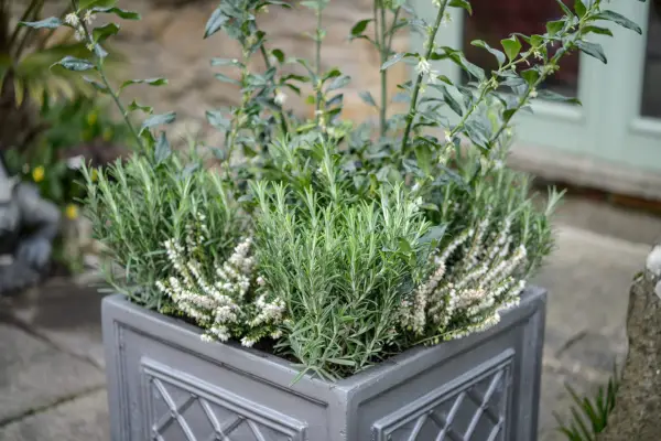 Plantas de contenedores para el olor invernal