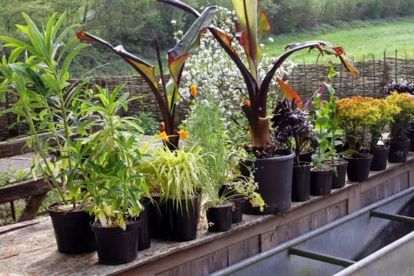 How to create an exotic container display - standing the plants together
