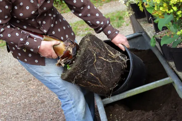 How to create an exotic container display - planting the larger plants