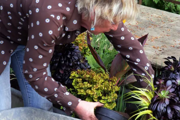 How to create an exotic container display - topping up with compost