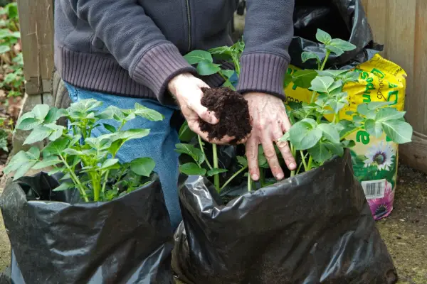 How to earth up potatoes - adding compost to bag-grow plants