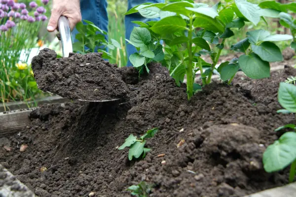 How to earth up potatoes