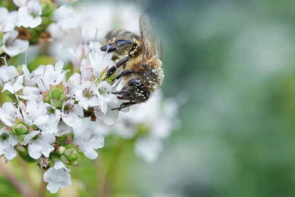 Macro close-up of a pollen-covered honey bee sipping nectar from white marjoram flowers.