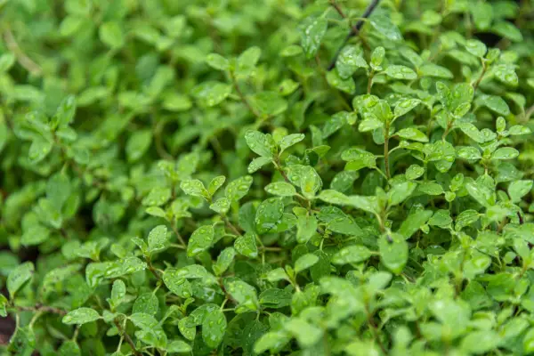 Marjoram (Origanum majorana). Seasonings and spices. Condiment used in Brazilian cuisine. Marjoram is an herb with sweet flavors of pine and citrus, aromatic leaves, green or dry, for culinary use