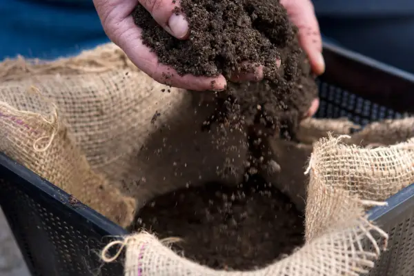 How to repot a water lily - Adding aquatic compost to the pot
