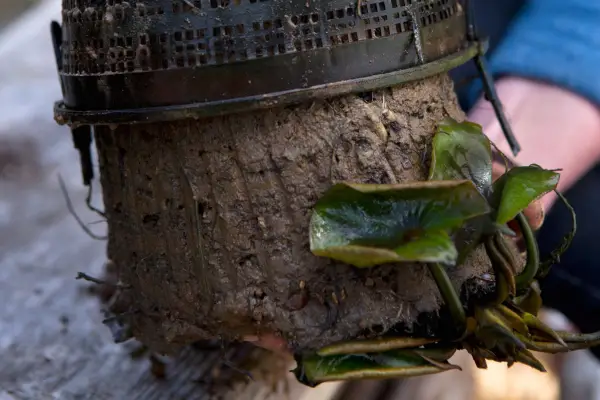 How to repot a water lily - taking the water lily out of the old pot