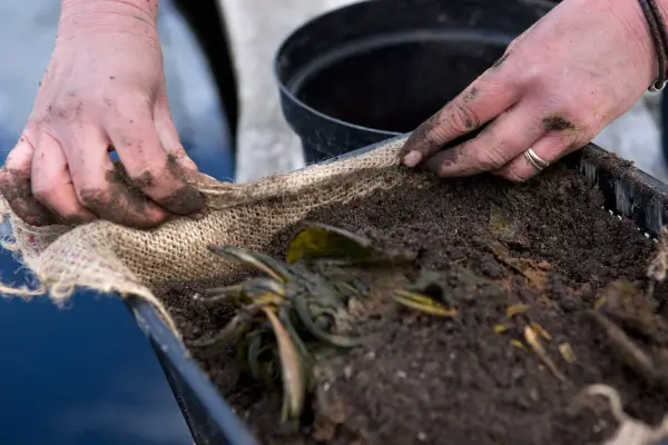 How to repot a water lily - replanting the lily in the new pot