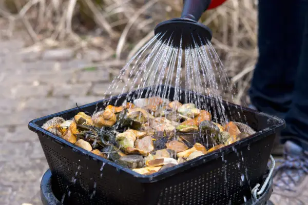 How to repot a water lily - watering the lily in