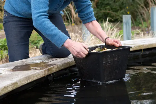 Jak repotovat vodní lilii