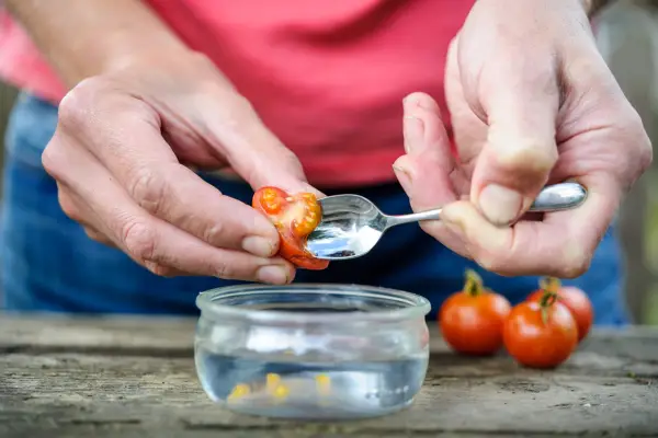 How to save tomato seed - scooping out the tomato seeds