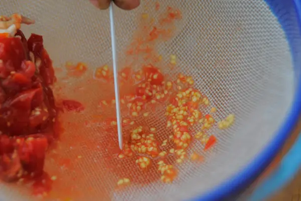 How to save tomato seed - washing the seeds in a sieve