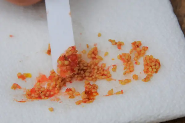 How to save tomato seed - drying out the seeds on kitchen paper