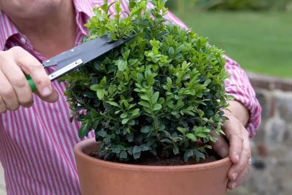 Trimming box plants
