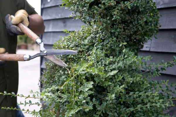Shearing a shape into box topiary