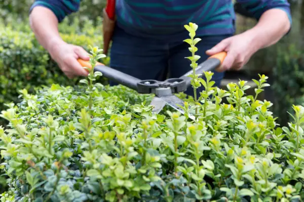 Trimming the top of the box plant