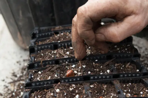 Planting broad bean seeds