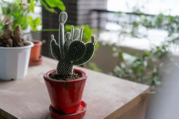 How to grow prickly pear cactus – Opuntia. Getty Images