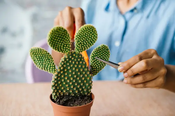 Cactus Opuntia Prickly pear plant care Propagate propagating propagation Pad Cutting Leaf leaves cut remove removing leaf using tweezer tweezers retractable blade houseplant house plant 270919 27092019 27/09/19 27/09/2019 27 27th September 2019 Autumn Houseplants A-Z Plant Care photographer Jason Ingram