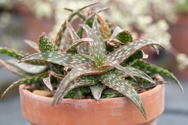 10 aloes to grow - Aloe 
