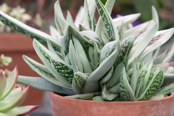 10 aloes to grow - Gasteraloe 
