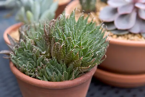 10 aloes to grow - Aloe aristata