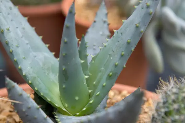 10 aloes to grow - Aloe ferox