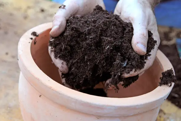 Adding compost to the pot