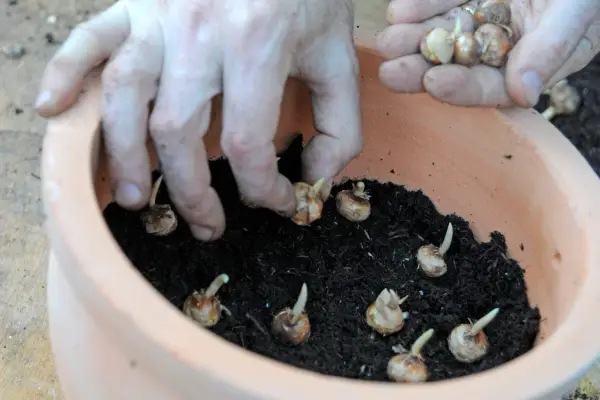 Planting the crocus corms