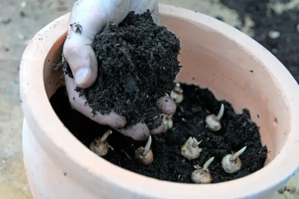 Covering the corms with compost