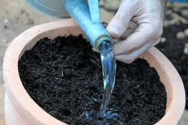 Watering the compost