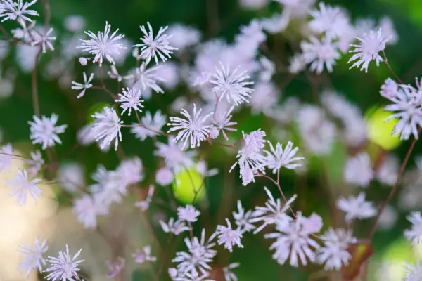 I migliori talictrum per crescere