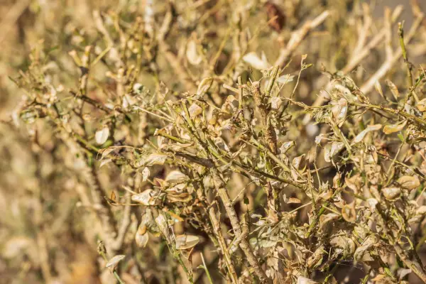 2048x1365-SEO-Box blight-GettyImages-1269476273