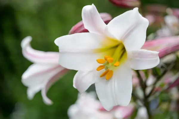 Lilium regale