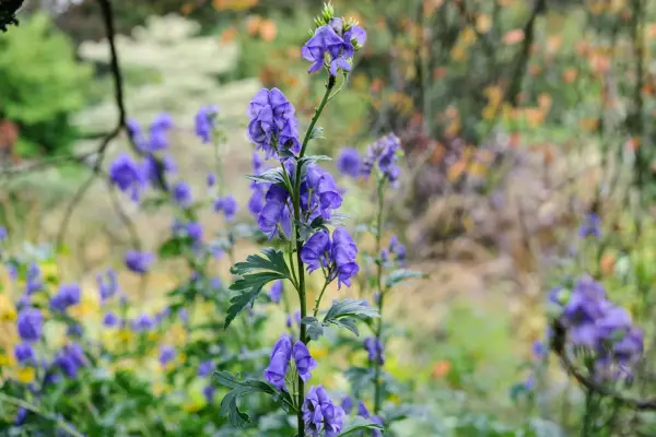 Monkshood flowers