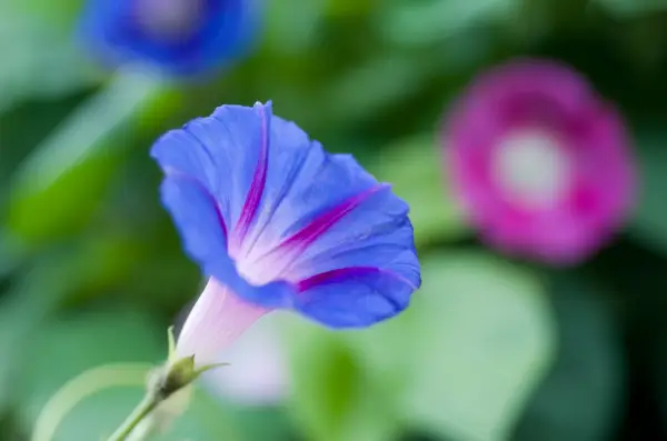 Ipomoea 