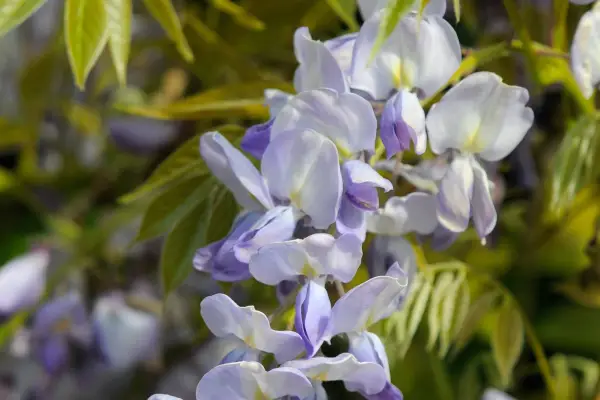 Wisteria flowers
