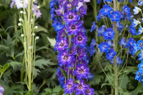 Mixed delphinium cultivars
