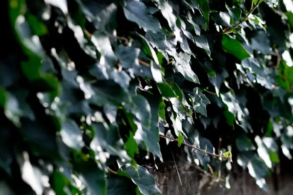 Ivy foliage