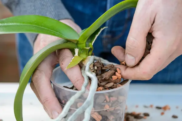 Repotting into a clear container