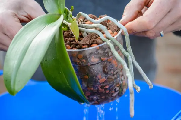 Watering a moth orchid