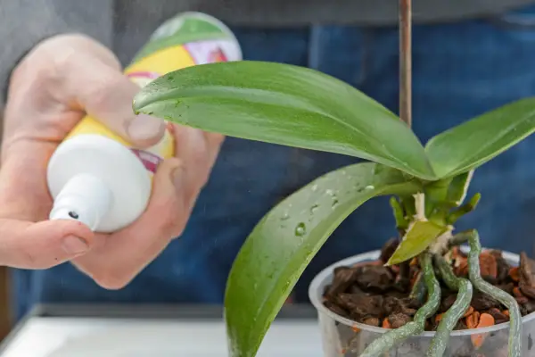 Feeding a moth orchid
