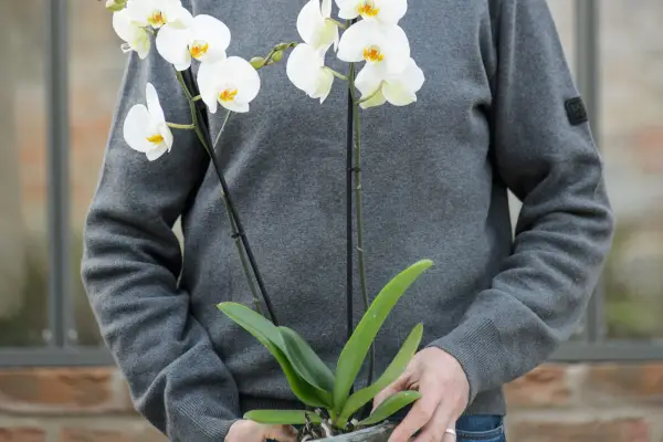 Cum să ai grijă de o orhidee de molie (phalaenopsis)