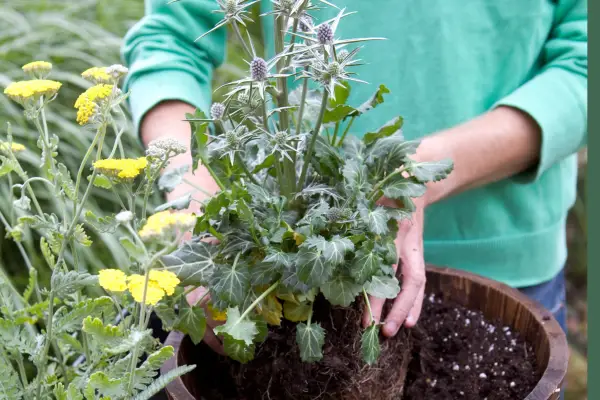 Planting an eryngium in a container