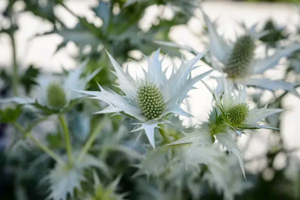 Eryngium giganteum 