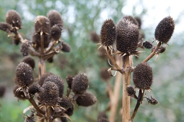 What to prune in spring - herbaceous perennials