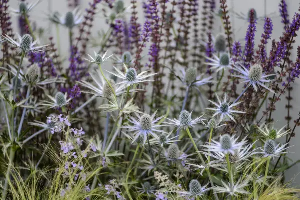 Eryngiums growing with salvias