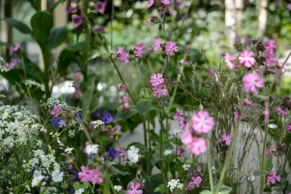 Piante per la fauna selvatica per l'ombra