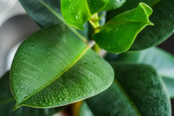 House plants for a bedroom - rubber plant