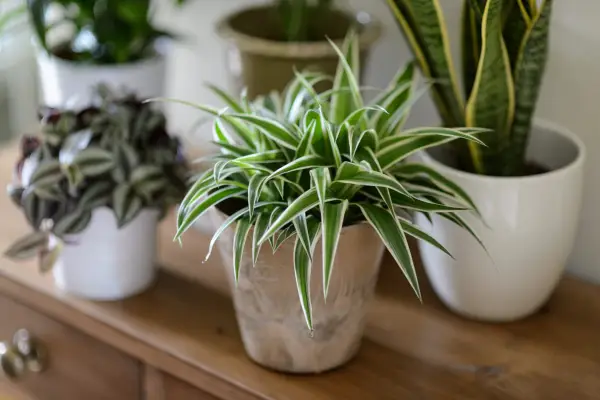 House plants for a bedroom - spider plant